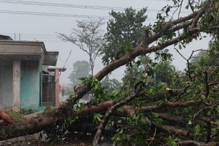 Cianjur Diterjang Hujan Angin, Pohon Tumbang dan Sejumlah Rumah Rusak