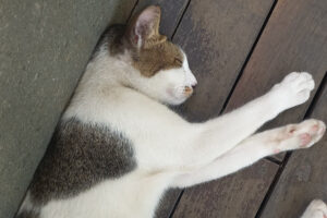 Kucing (Posegi.id)