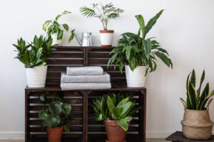 Tanaman Hias untuk Kamar Sempit (Freepik)